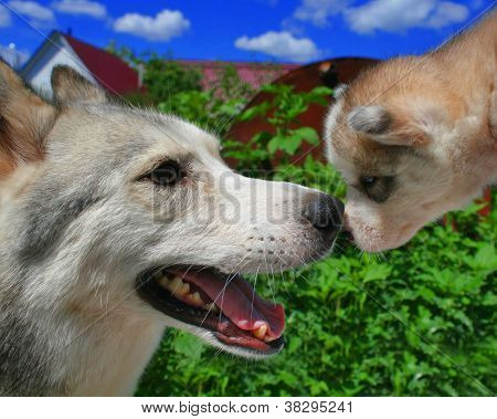 Husky mother and its small puppy