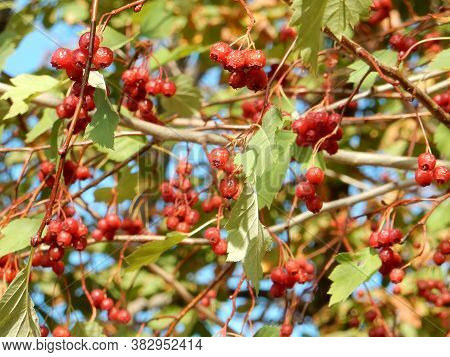 Autumn Hawthorn Branch With Red Berries And Yellow Green Leaves On A Blury Background