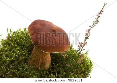 แยกเห็ด Moss บุ้ง และเฮต่างหากบนพื้นสีขาว