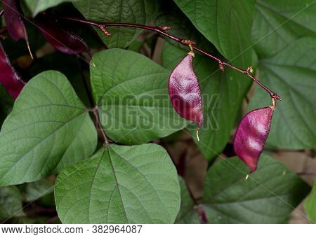 Hyacinth Beans Of The Dolichos Plant. Shiny Edible Beans.