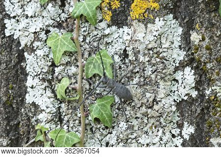 Male Of Longhorn Beetle, Morinus Asper, On Tree Bark With Lichens.
