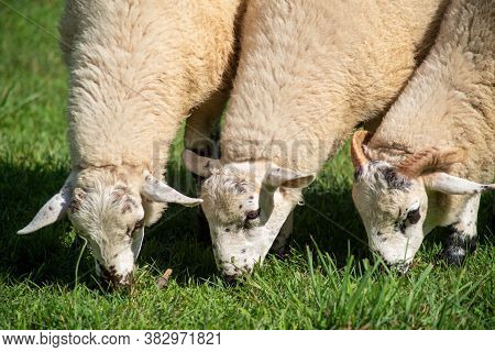 Full Frame Image In Natural Light Of Three Speckle-faced Sheep Ct=raxing Together. Ram On Right With