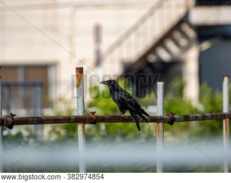 A Japanese Large-billed Crow, Or Jungle Crow, Corvus Macrorhynchos Japonensis, Perches On A Field Di
