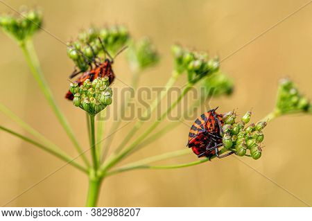 Red Shield Bugs Sits On A Green Flower
