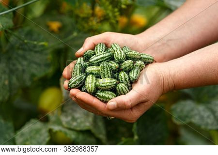 Cucamelon, Melothria Scabra Or Mousemelon, Mexican Fruit Freshly Harvested In Farmers Hand In Summer