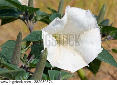 White Flowering Plants Growing In The Countryside