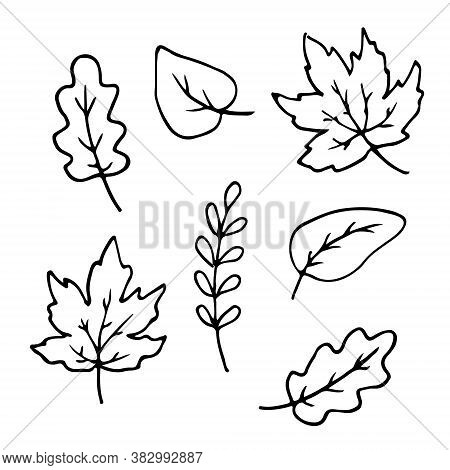 Autumn Leaves Hand Drawn Doodle Set. Maple Oak Birch Sketch Outline For Postcard Poster Pattern. Sto