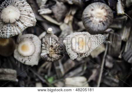 ink cap mushroom (Coprinopsis atramentaria)
