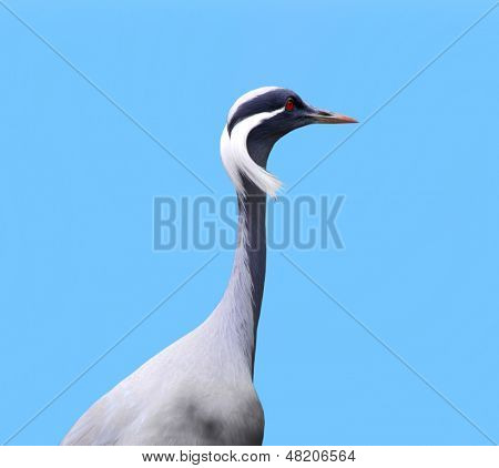 Demoiselle Crane su sfondo blu