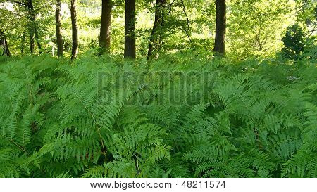 Scena della foresta, stupefacente Alba nel bosco, felci e querce