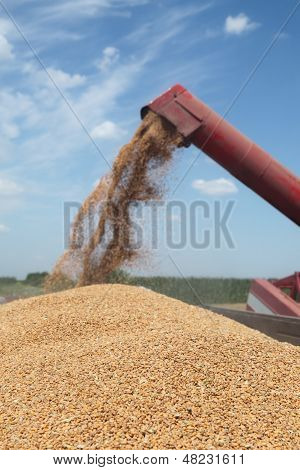 Agricultura, colheita de trigo