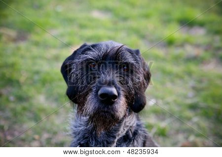 German Wirehair Pointer