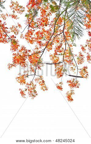Flame Tree eller Royal Poinciana træ