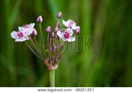 Macro di fiume di fiori rosa e bianco