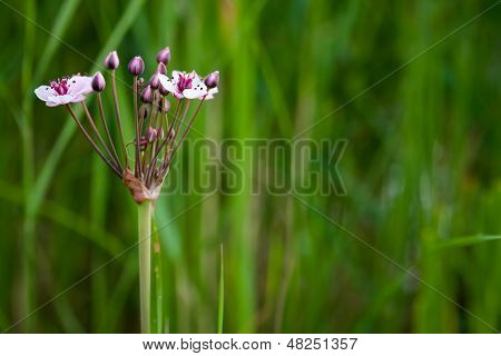 Fiume di fiori rosa e bianco