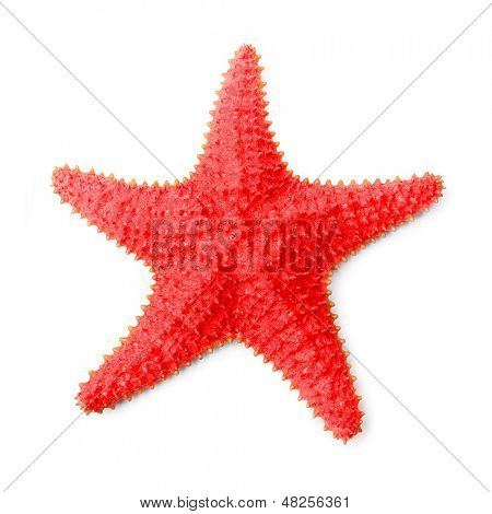 Karibské hvězdice (Oreaster reticulatus).