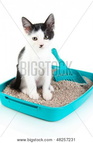 Piccolo gattino Cat lettiera in plastica blu isolata on white