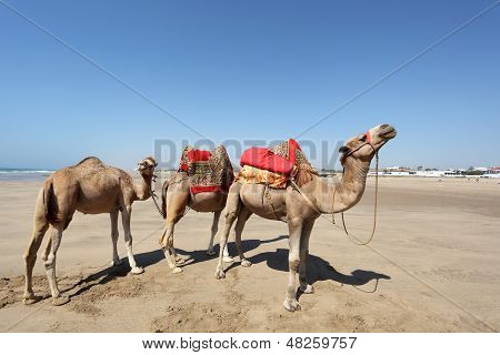 Camellos en la playa en Marruecos