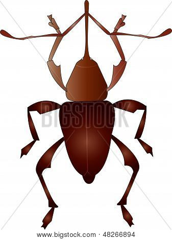 Beetle Brown