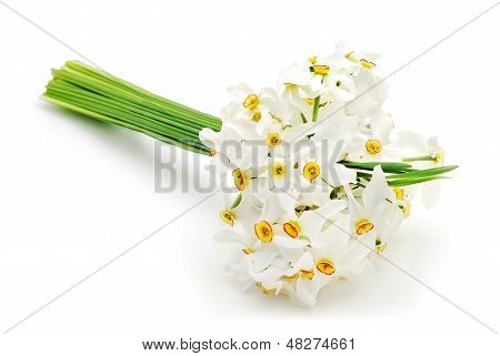 Lent Lily