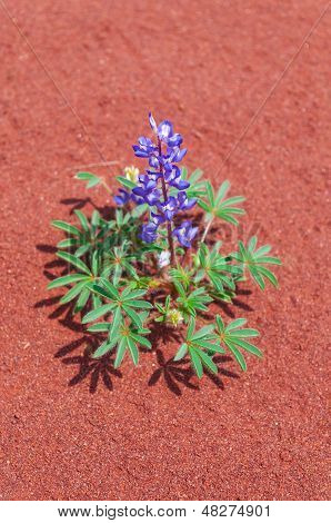 Penstemon roxo contra o fundo de areia vermelho