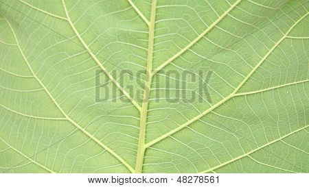 Teak wood Leaf