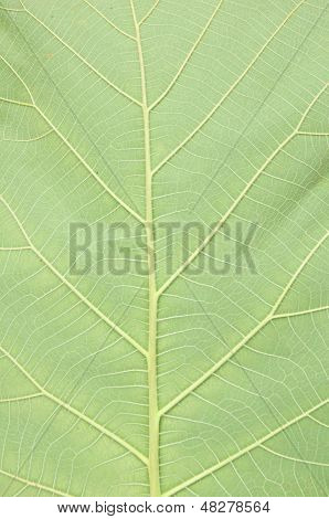 Teak wood Leaf