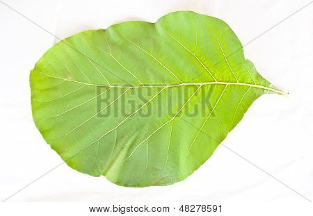 Teak wood Leaf