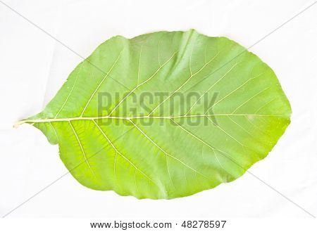 Teakwood Leaf
