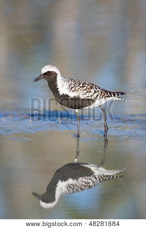 Schwarz-bellied Regenpfeifer