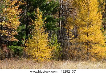 Gelbe Tamaracks im Herbst