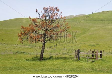 Lone Tree