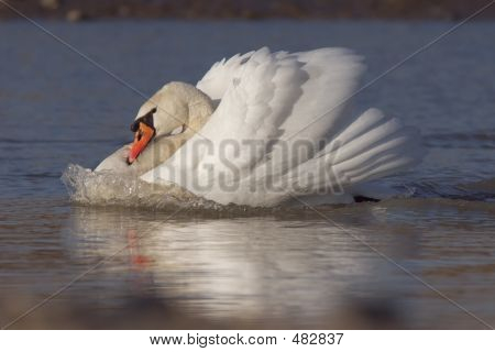 Swan s Bow Wave