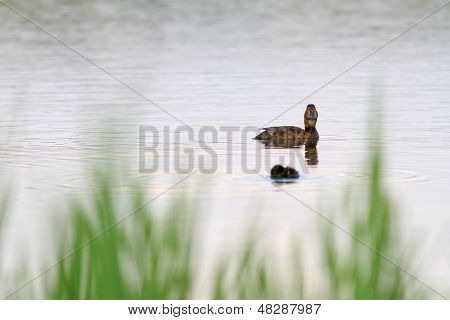 Mallard Duck And Her Chick