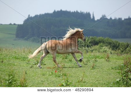 Красивые Haflinger бежать