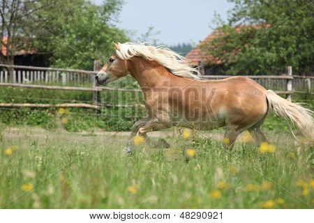 Chestnut Haflinger Running On Pasturage