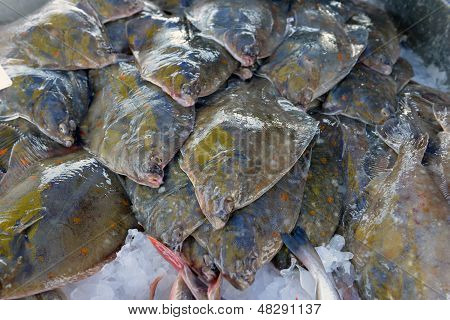 Pesce piatto sul cavalletto