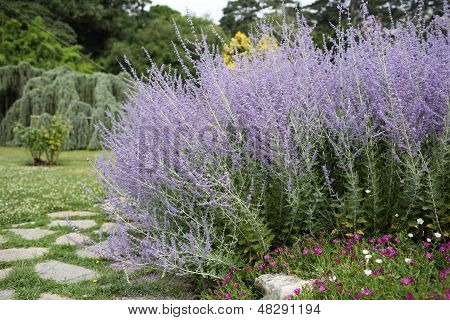 Perovskia Atriplicifolia