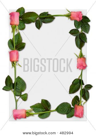 Rose-Bild 1