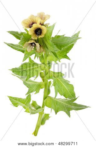 Medicinplante: sort Bulmeurt