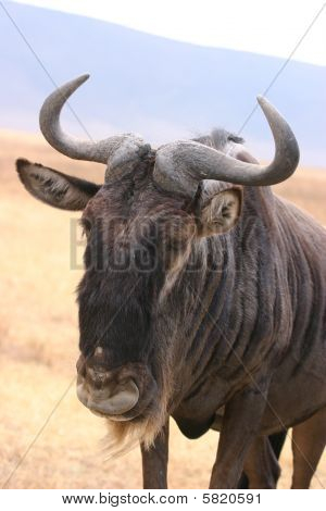 GNU