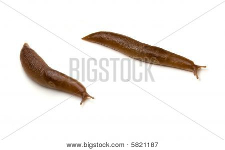 分離された 2 つのカタツムリ