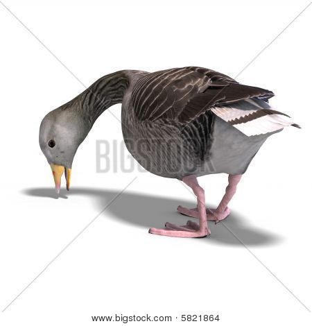 회색 거 위