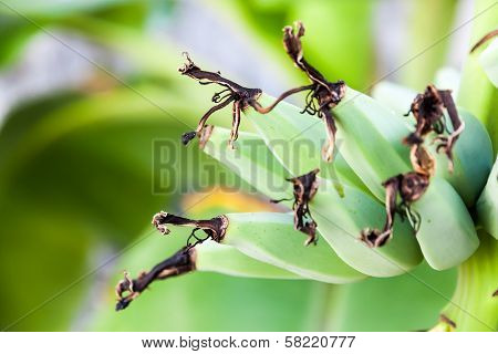Banana Bunch On Tree In The Garden