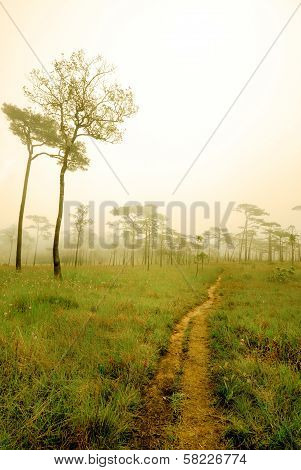 Pine on mountain with fog at Phu Soi Dao National Park, Uttaradit, Thailand