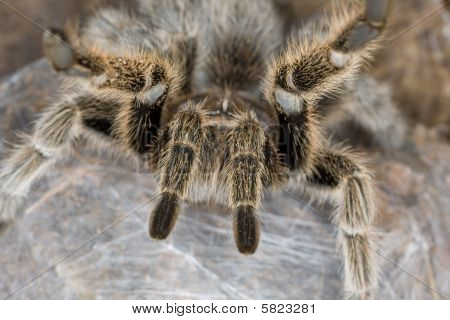 Tarantula lähikuva