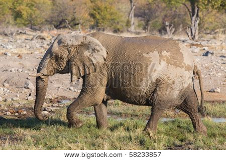 walking elephant