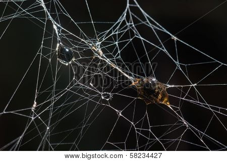 spider
