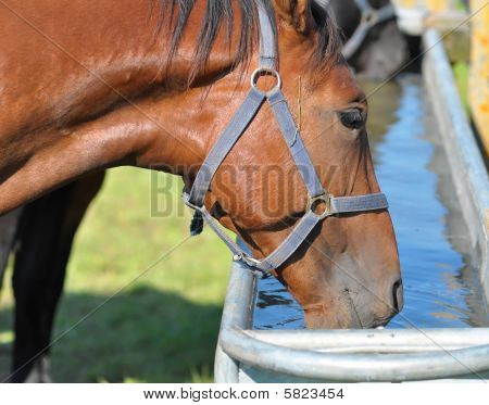 Cavallo