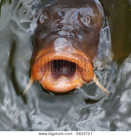 Carp will Eat You